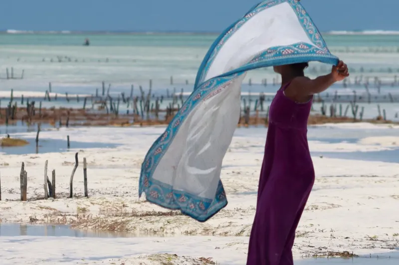 Le lagon de Paje à marée basse, piquets d'algoculture et récif au loin, Zanzibar